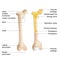 Bone Anatomy