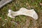 Bone of an elephant on the ground during a safari at Kaziranga National Park in the State of Assam