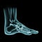 Bone foot isolatedâ€‹ onâ€‹ blackâ€‹ background.X-Ray film forâ€‹ checkâ€‹ ,diagnosis orâ€‹ analysis brokenâ€‹ boneâ€‹ pain for
