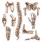 Bone and joint of human skeleton sketch set