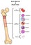 Bone Marrow & Blood Cells