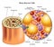 Bone marrow cells