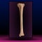Bone marrow - Human bone structure - vector illustration