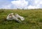 Bone remnants lying in the grass