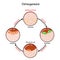 Bone remodeling. Describe a process of Ossification