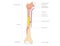 Bone structure anatomy for science and education . illustration . human bone