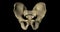Bone structure of male pelvis in a human skeleton in rotation in 4K format