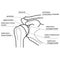 Bone structure of the shoulder joint.