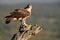 Bonelli`s Eagle 