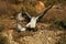 The Bonelli`s eagle Aquila fasciata when hunting pigeon. A large eagle with outstretched wings attacks a pigeon