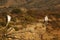 The Bonelli`s eagle Aquila fasciata pair on dry branches