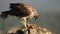 Bonelli`s eagle eats a rabbit on the rock