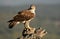Bonelli`s eagle perched on a cork oak tree watchtower
