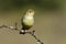 Bonelli\'s Warbler,( Phylloscopus bonelli )