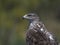 Bonellis eagle Aquila fasciata