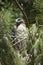Bonellis eagle ( hieraaetus fasciatus )