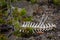 Bones of an Animal in Wild Wilderness Bleached White Skeleton