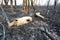 Bones of animals burned in a forest fire. Skull anf jaw on ashes of burnt grass among burnt trees. Protect planet, save animals,
