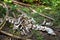 Bones from an Elk on forest floor