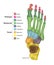 Bones of the Foot .Tarsals or tarsus, Metatarsals, Phalanges