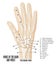 Bones of the hand and wrist anatomy