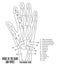 Bones of the hand and wrist anatomy