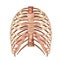 Bones of the human chest. Front view. Human anatomy. Medical science poster.