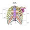 Bones of the human chest. Rib cage bones with the name and description of all sites. Anterior view. Human anatomy.