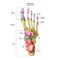 Bones of the human foot with the name and description of all sites. Superior view. Human anatomy