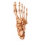 Bones of the human foot. Superior view. Human anatomy.