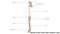 Bones of the Lower limb anterior view