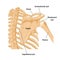 Bones of the right shoulder