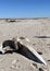 Bones of a Whale Skull on Sea of Cortez, Sonora, Mexico
