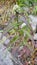Boneset Eupatorium perfoliatum medicinal herb traditional herbal medicine plant