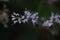 Boneset flowers.