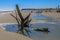 Boneyard Beach on Bulls Island