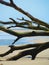 Boneyard tree on beach detail, vertical orientation
