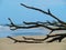 Boneyard tree on beach, horizontal orientation