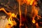 Bonfire bright burning flames burning among wood firewood closeup