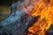 Bonfire - Colorful flames and grey ash charred bark.