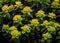 Bonfire Euphorbia Flowering Spurge Plant