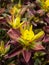Bonfire Euphorbia Flowering Spurge Plant Glowing in Sunshine