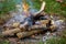 Bonfire, firewood close up. Burning fire from stacked logs