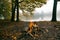 Bonfire in forest on the bank of lake, cold autumn evening, panoramic view