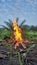 bonfire near the date palm grove in the morning