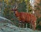 Bongo antelope, Bongo Tragelaphus eurycerus