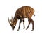 Bongo, antelope, Tragelaphus eurycerus standing against white