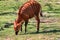 Bongo calf grazing on a sunny day