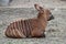 Bongo calf on the ground