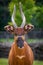 Bongo mountain portrait from nature with little